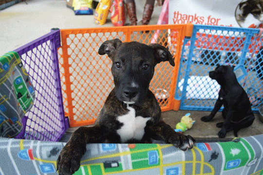 Puppies in play pen at pet adoption